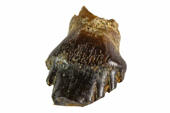 Fossil Ankylosaur Tooth - Montana #108137